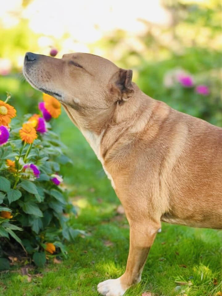 Dog for adoption Trixie, a Carolina Dog & Beagle Mix in Pawlet, VT