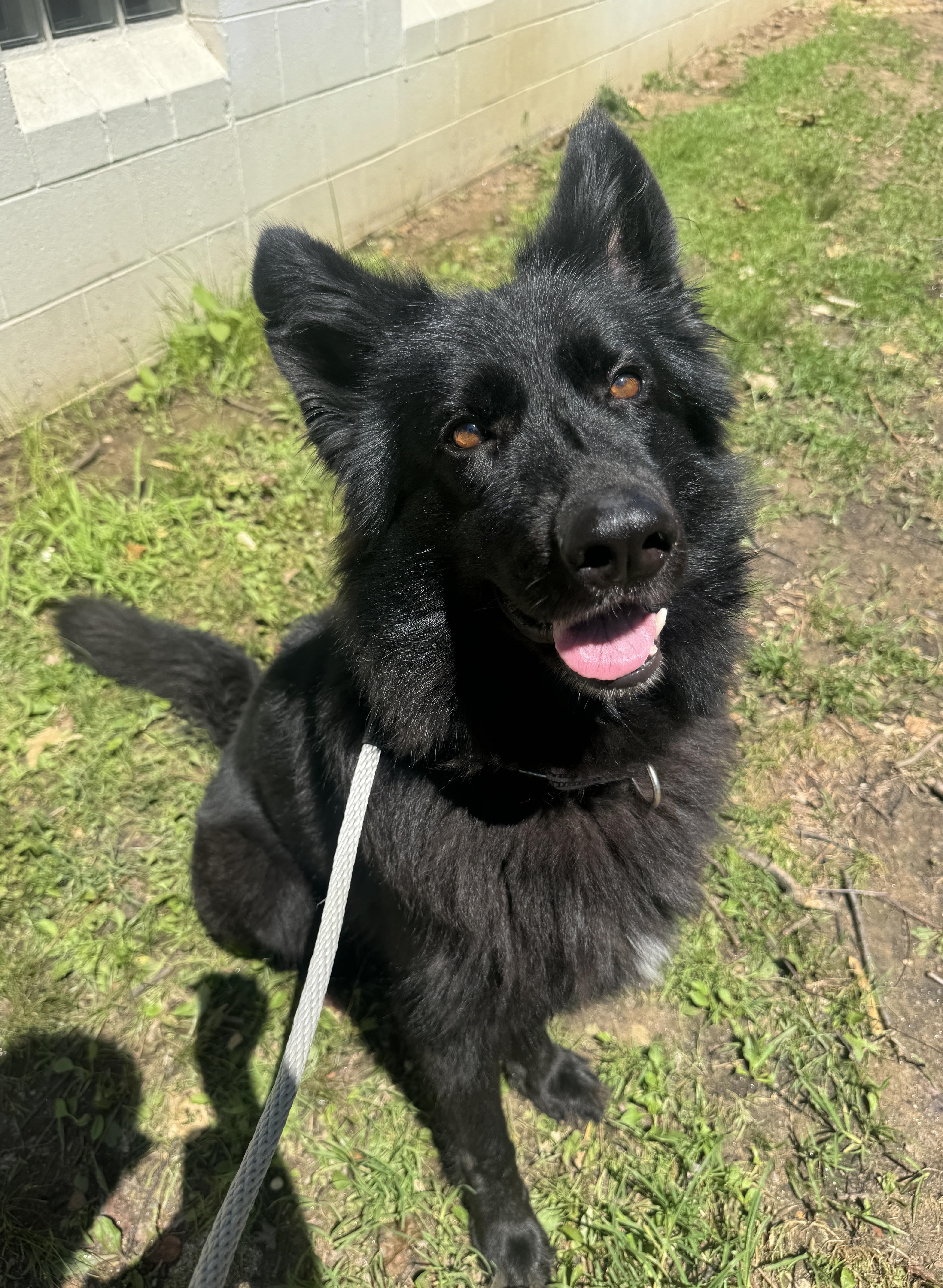 Zorra