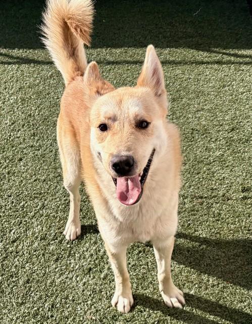 KRISTOFF, Adoptable, Young Male Siberian Husky & Mixed Breed.
