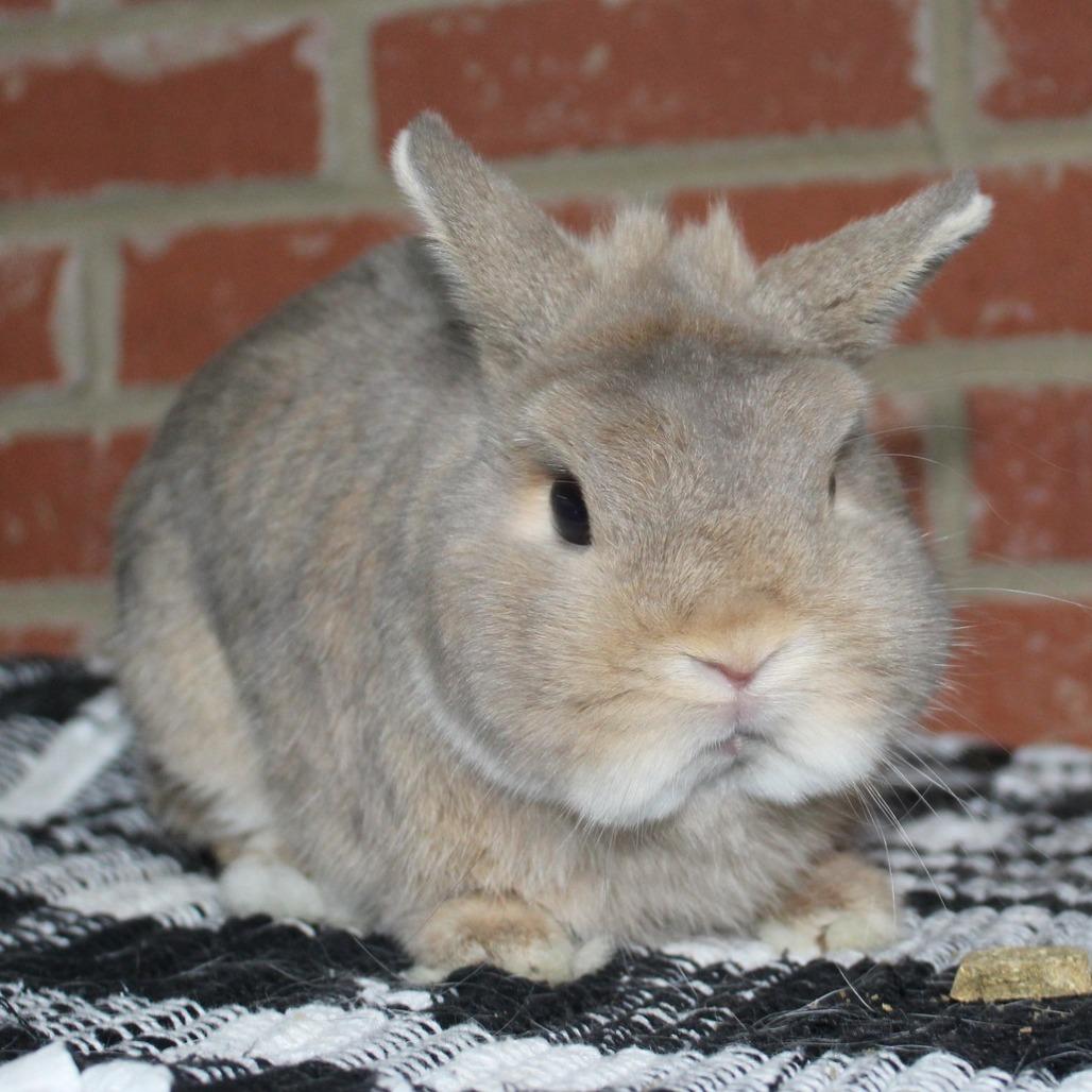 Enlarge Scout, a Adoptable Netherland Dwarf in Winston-Salem, NC image 1/1