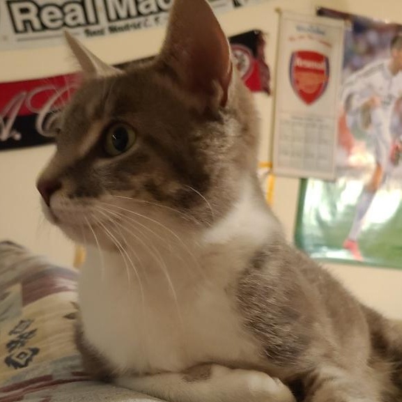 Lovey, a Adoptable mixed breed in Eureka, CA image 2/4