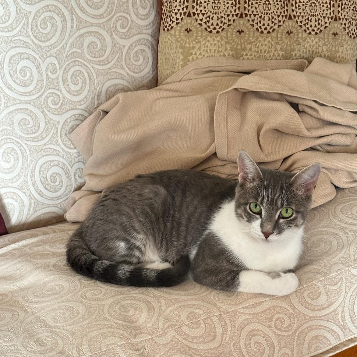 Lovey, a Adoptable mixed breed in Eureka, CA image 3/4