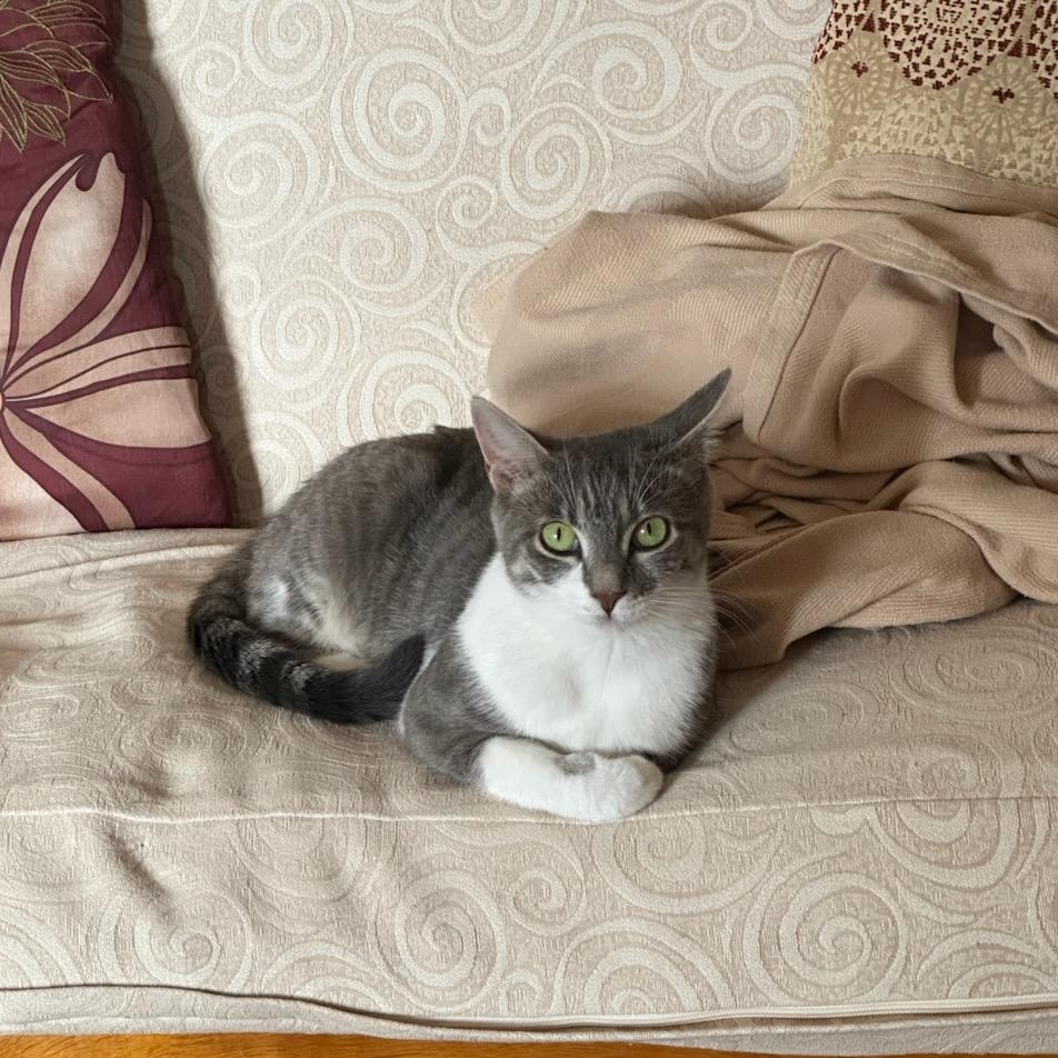 Lovey, Adoptable, Adult Female Domestic Short Hair.