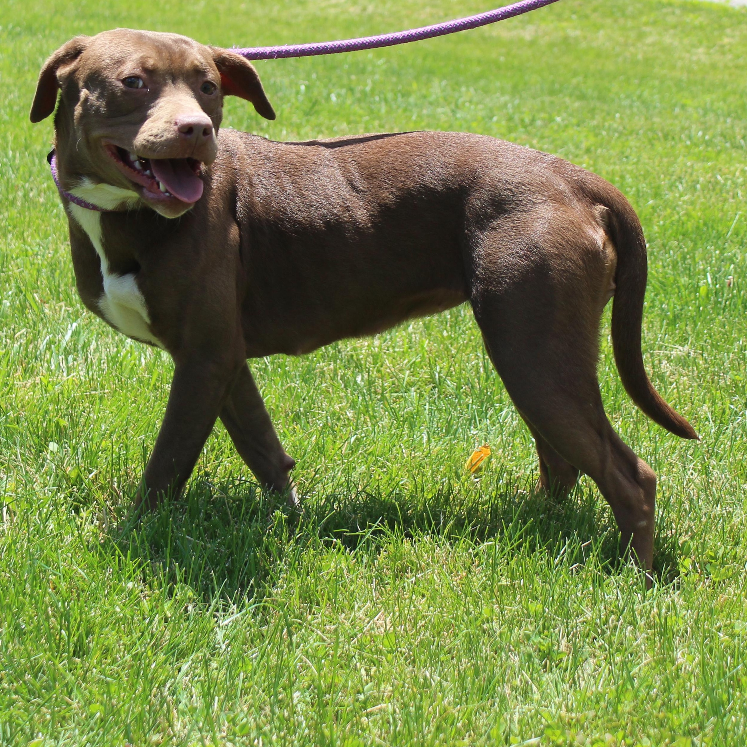 Lucy (11909), ADOPTABLE, Young Female Pit Bull Terrier.
