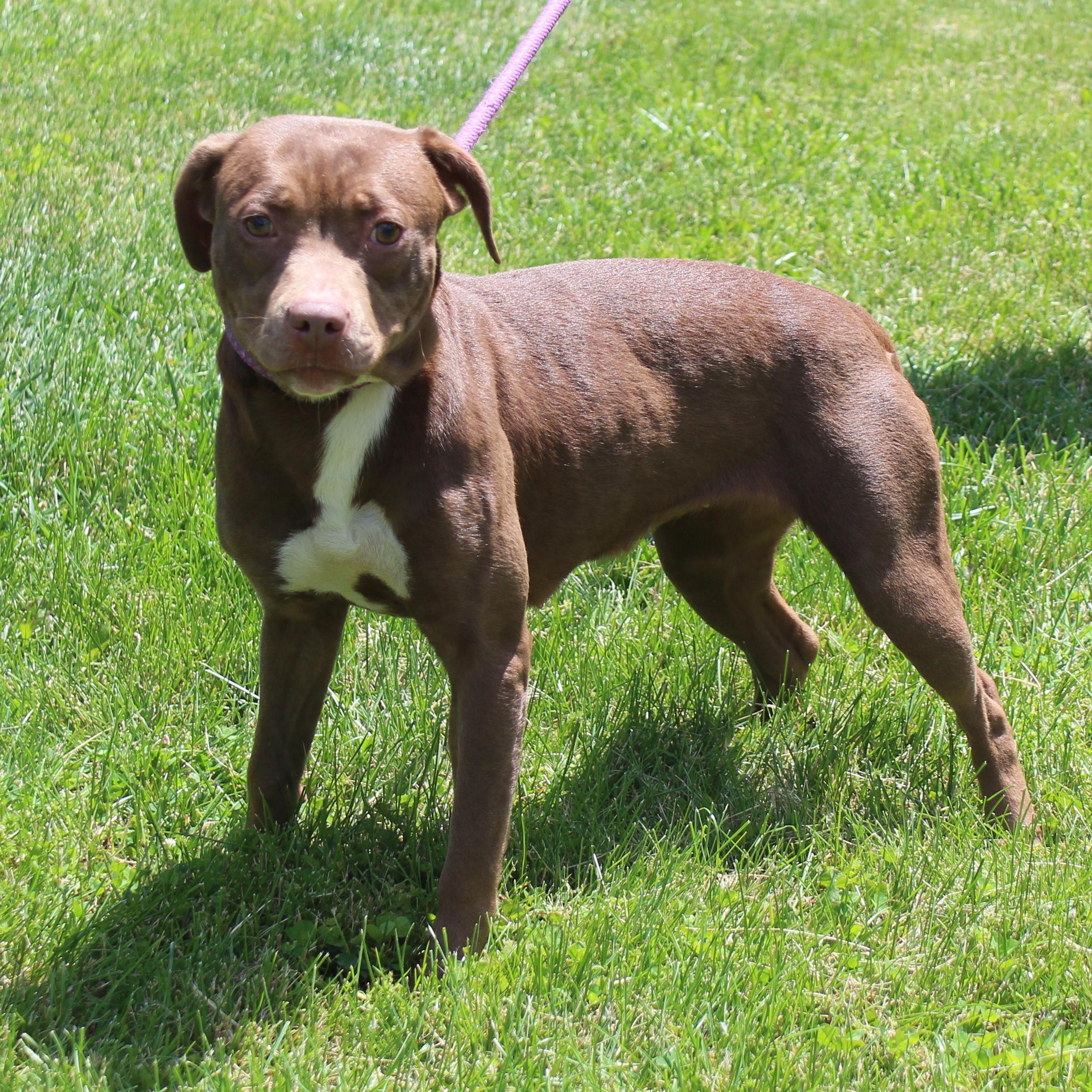 Lucy (11909), a ADOPTABLE mixed breed in Heath, OH image 2/2