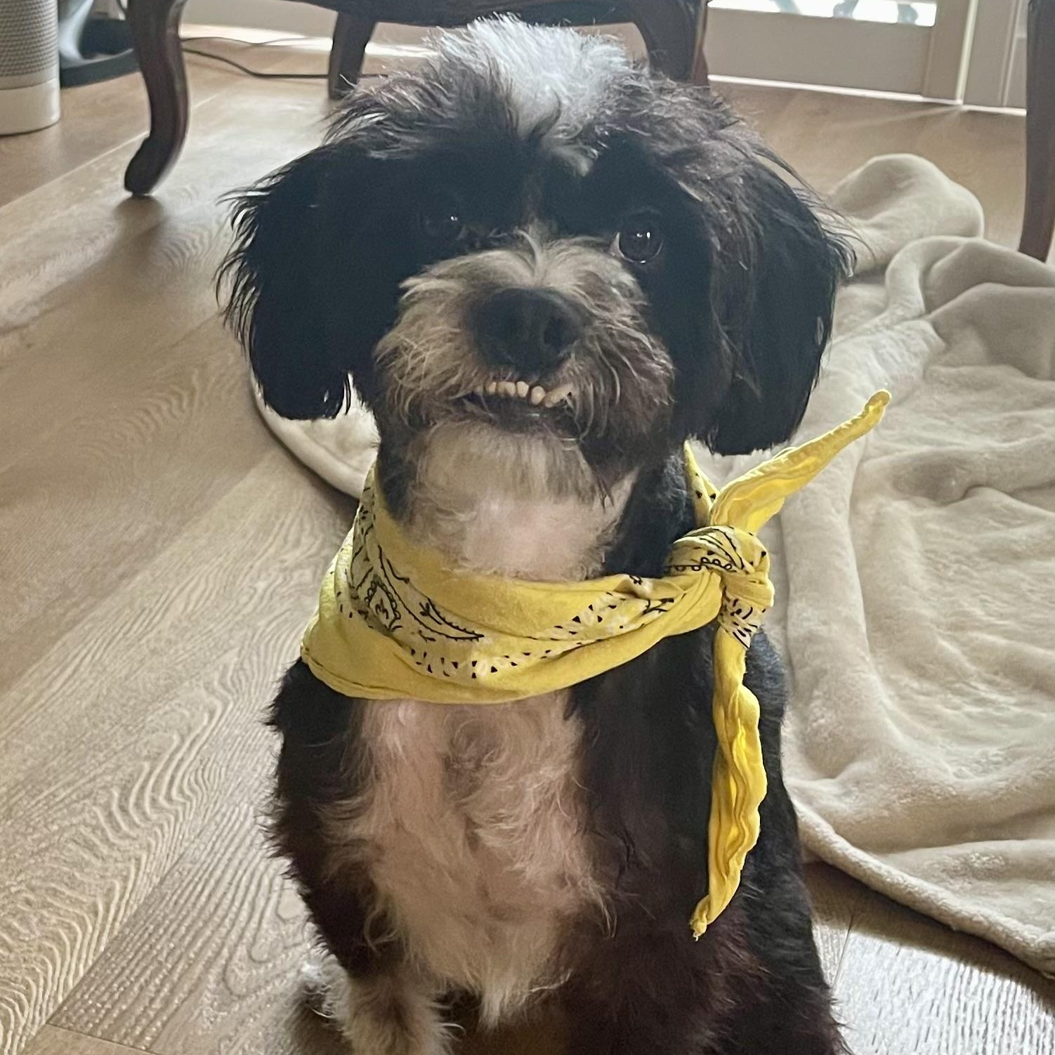 Mr Orion, an adoptable Havanese, Schnoodle in Newport Beach, CA, 92660 | Photo Image 2