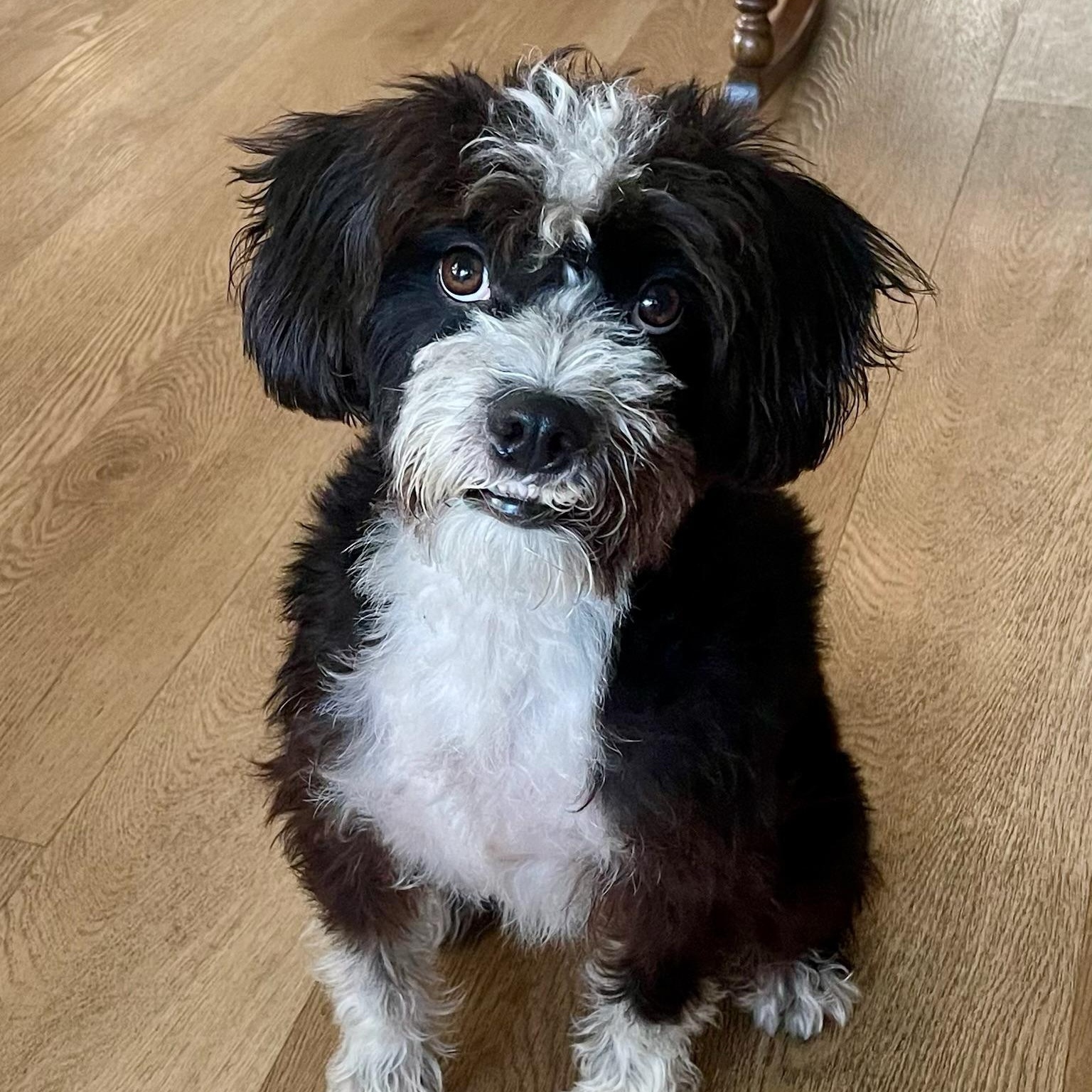 Mr Orion, an adoptable Havanese, Schnoodle in Newport Beach, CA, 92660 | Photo Image 3