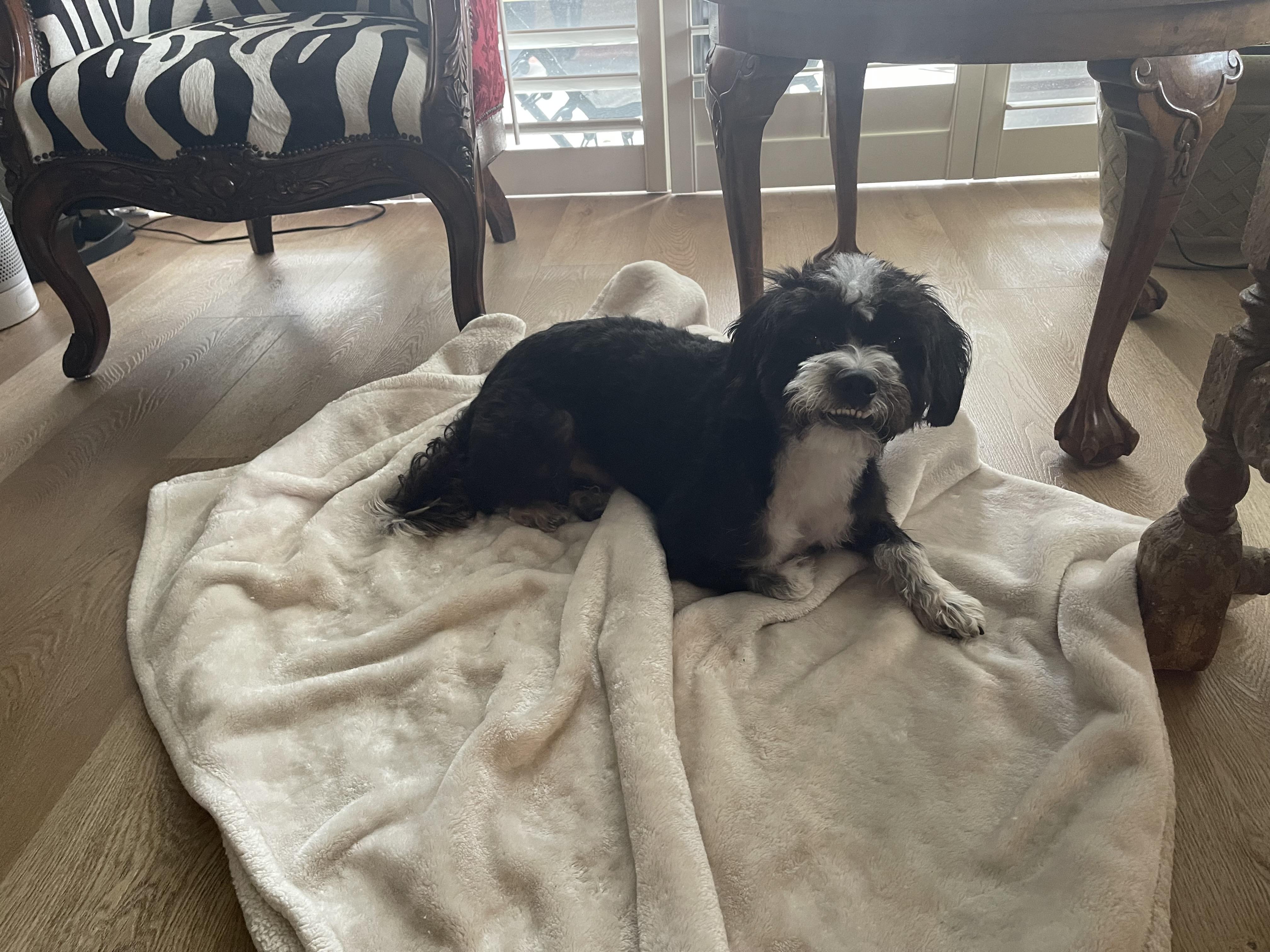 Mr Orion, an adoptable Havanese, Schnoodle in Newport Beach, CA, 92660 | Photo Image 4