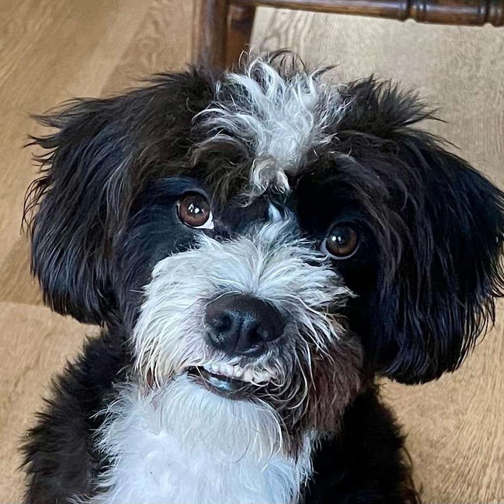 Mr Orion, an adoptable Havanese, Schnoodle in Newport Beach, CA, 92660 | Photo Image 1