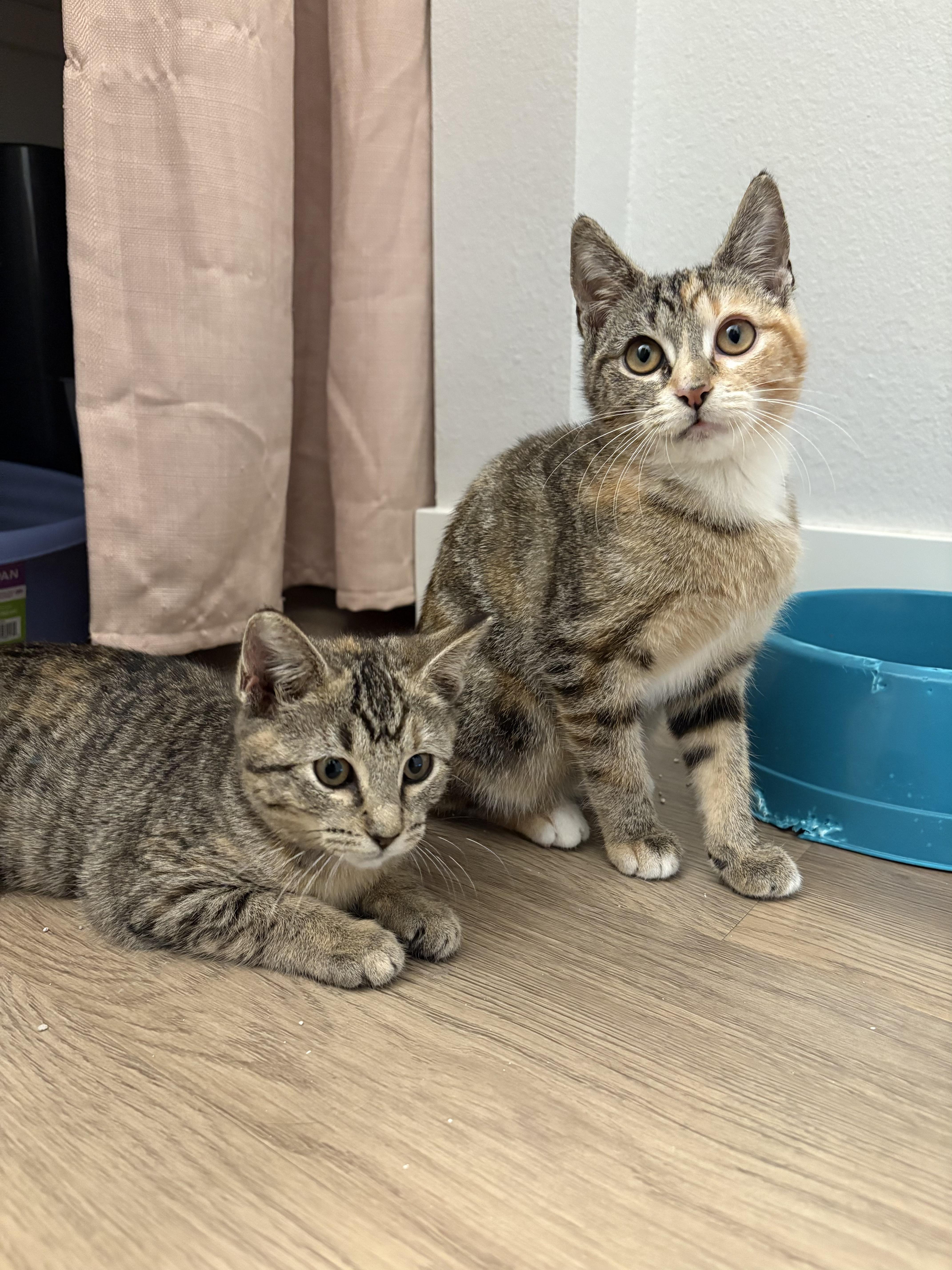 Enlarge Dana, an adoptable mixed breed in Fort Collins, CO image 2/5