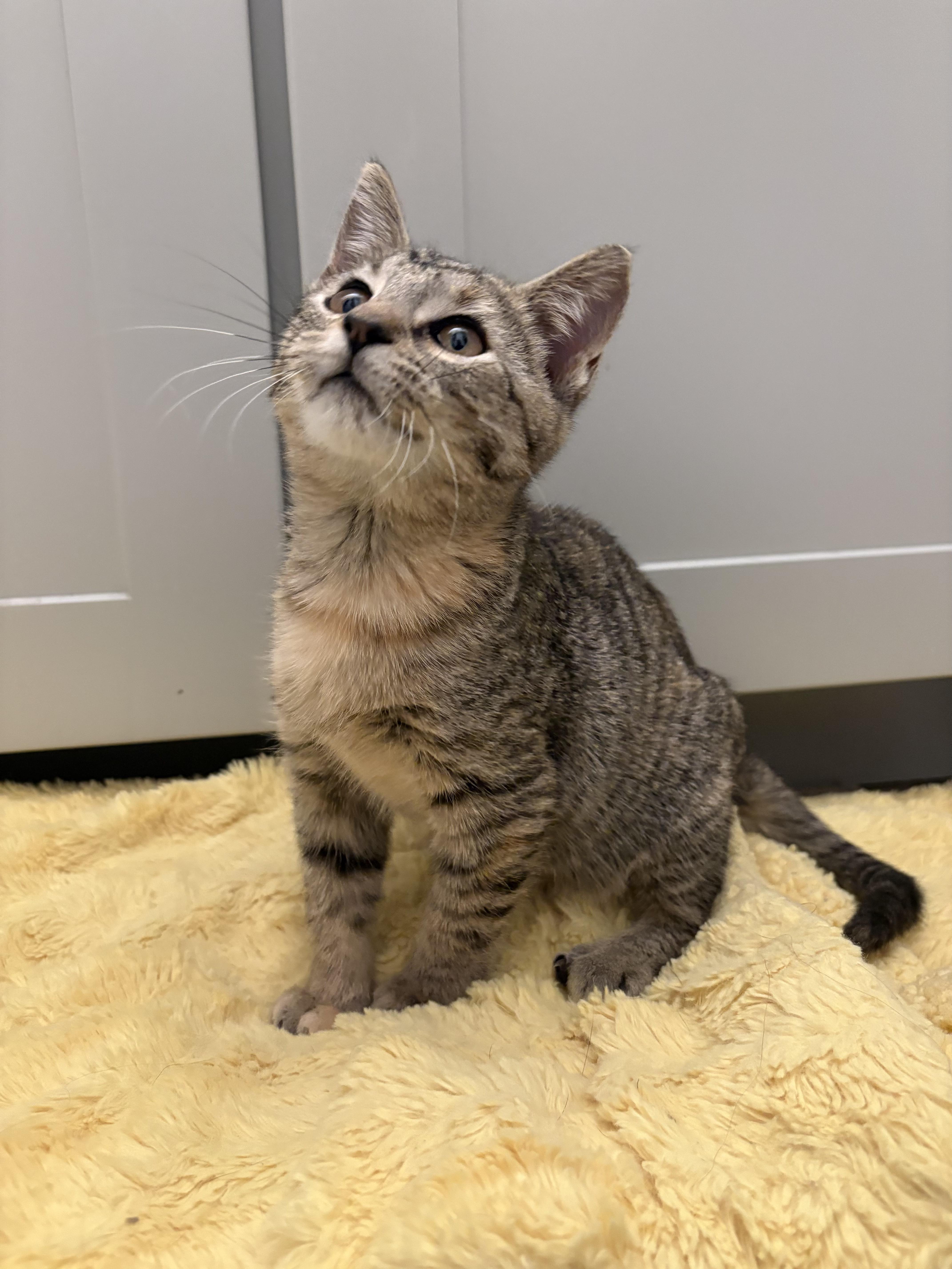 Enlarge Dana, an adoptable mixed breed in Fort Collins, CO image 5/5