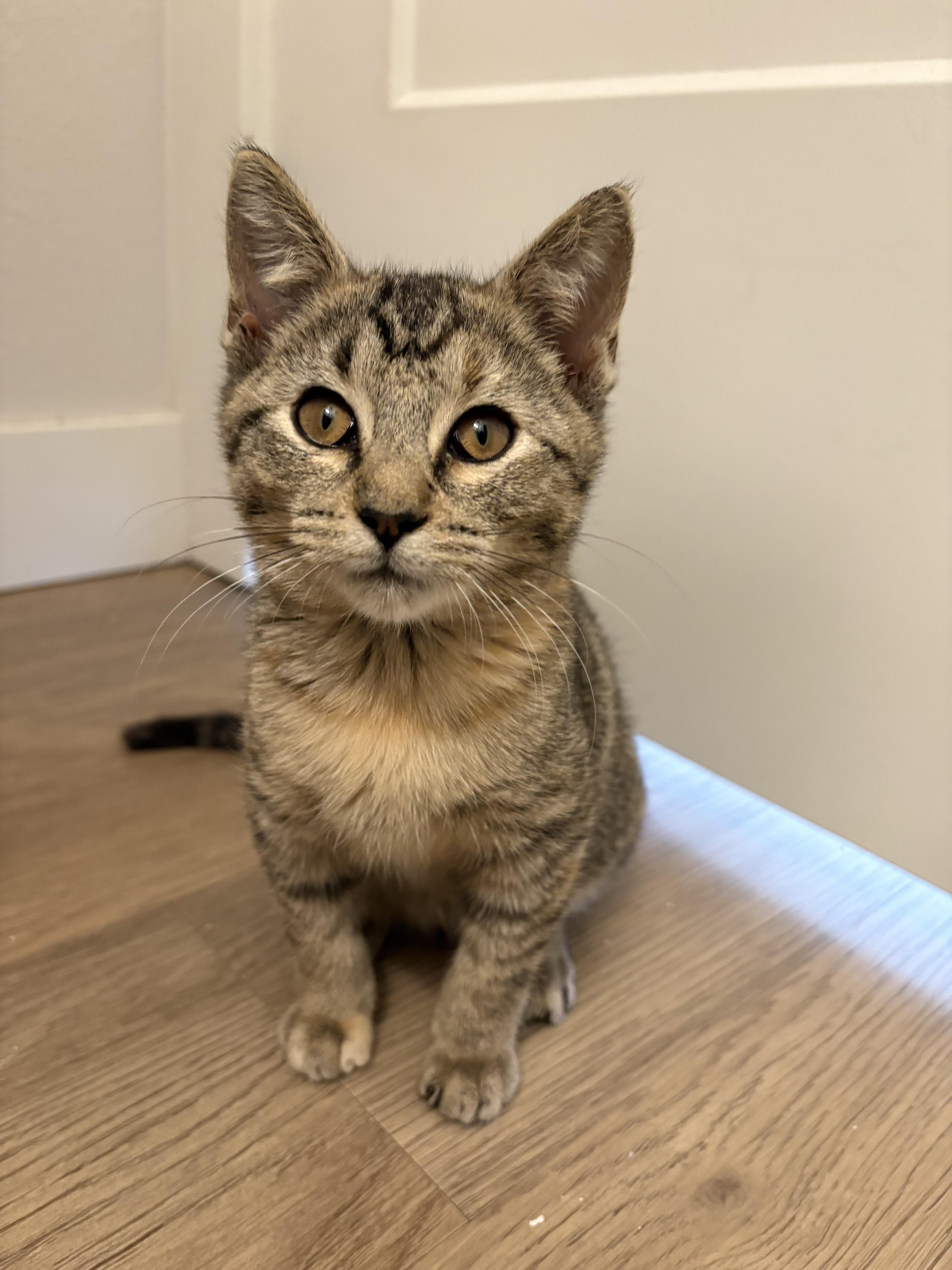 Enlarge Dana, an adoptable mixed breed in Fort Collins, CO image 3/5