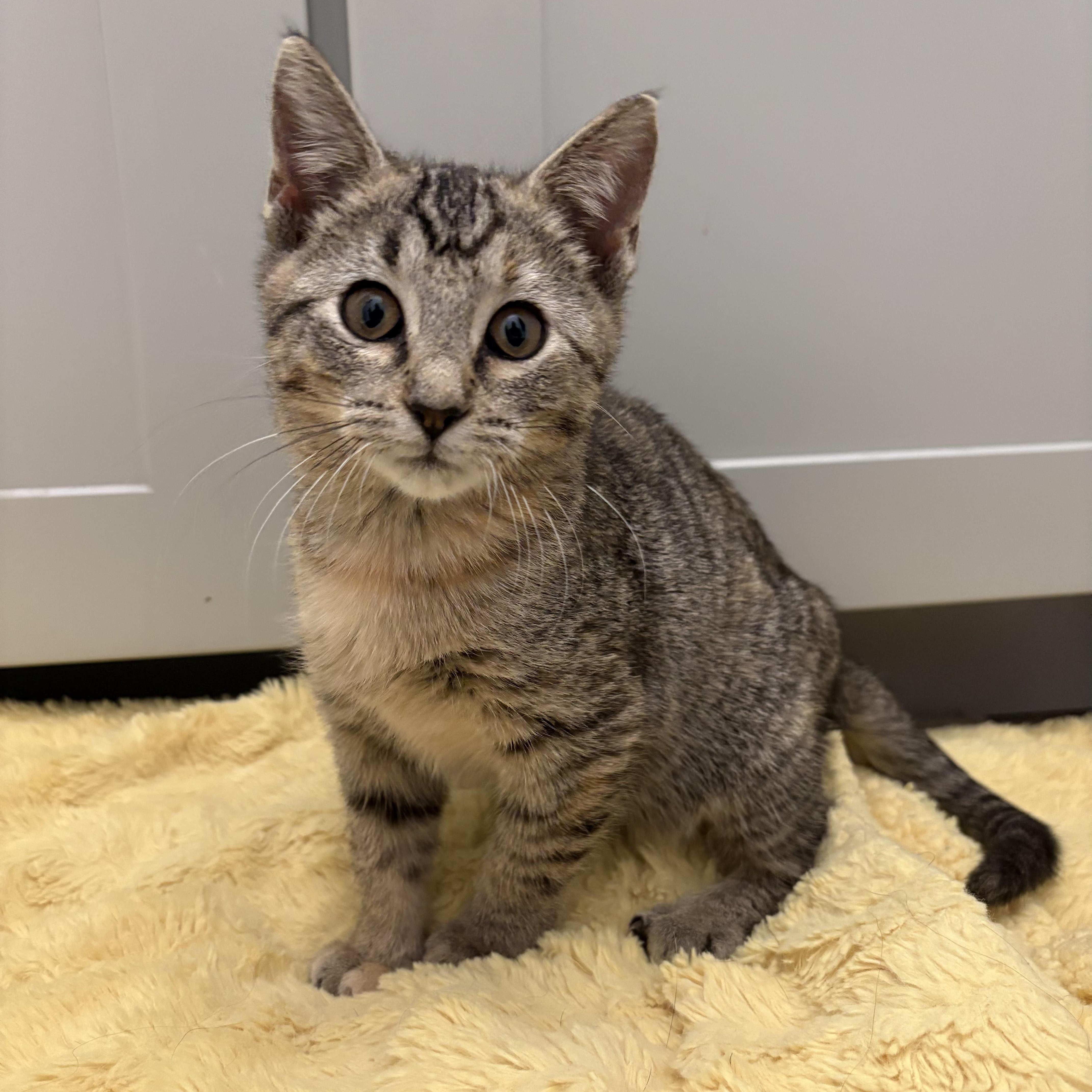 Dana, adoptable, Kitten Female Domestic Short Hair.