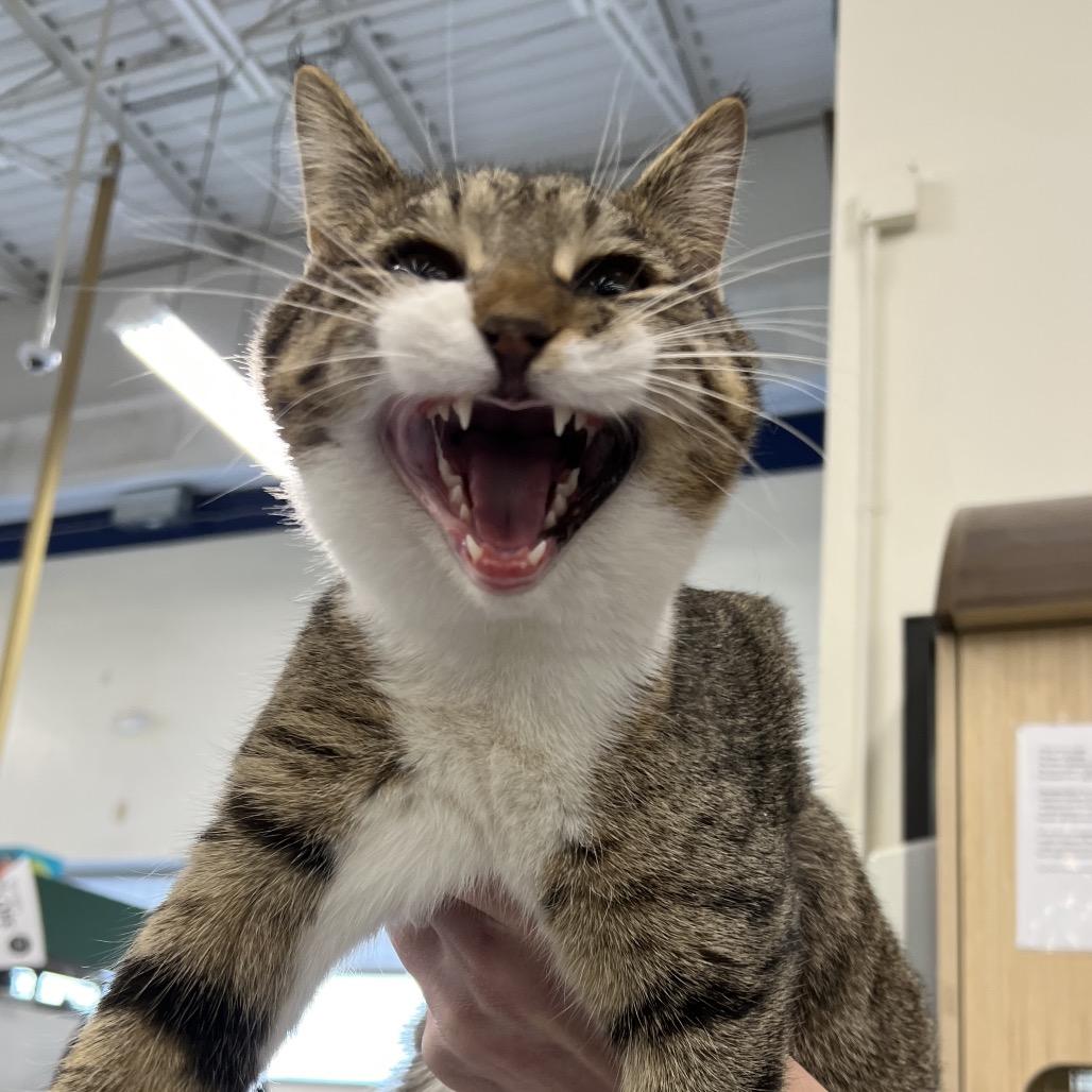 Daria, a Adoptable Domestic Short Hair in St. Paul, MN image 1/5