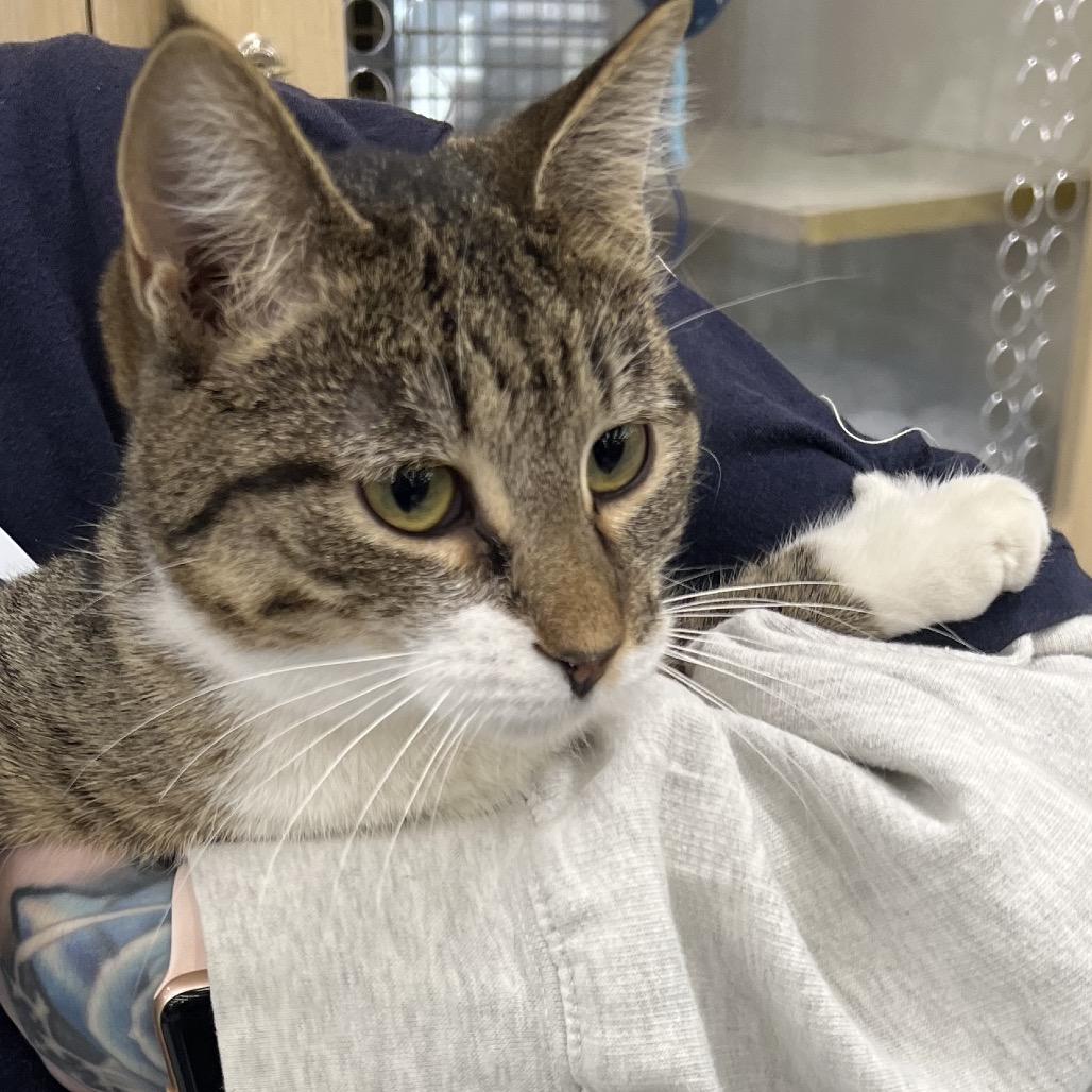 Daria, a Adoptable Domestic Short Hair in St. Paul, MN image 2/5