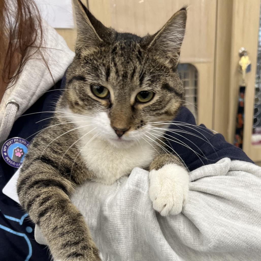 Daria, a Adoptable Domestic Short Hair in St. Paul, MN image 3/5