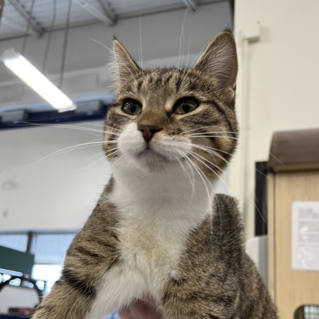 Daria, a Adoptable Domestic Short Hair in St. Paul, MN image 4/5