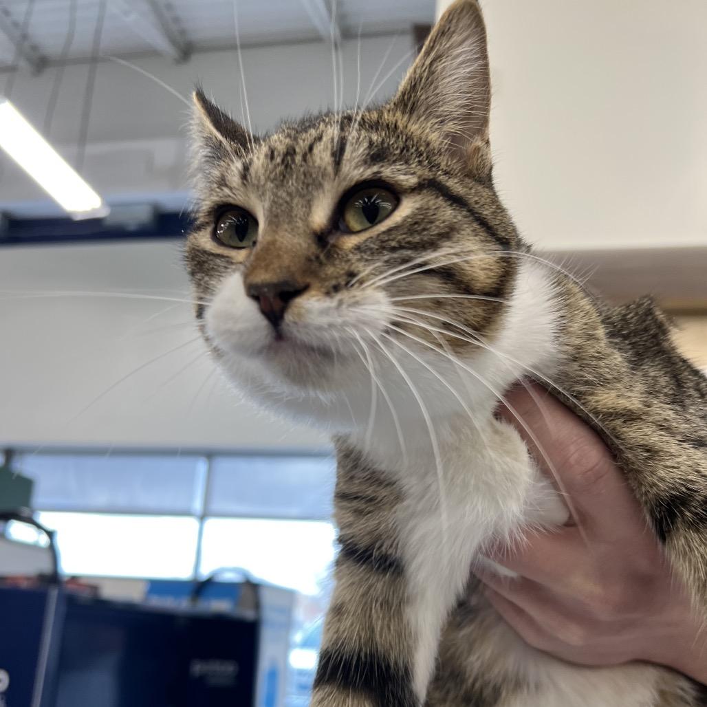 Daria, a Adoptable Domestic Short Hair in St. Paul, MN image 5/5