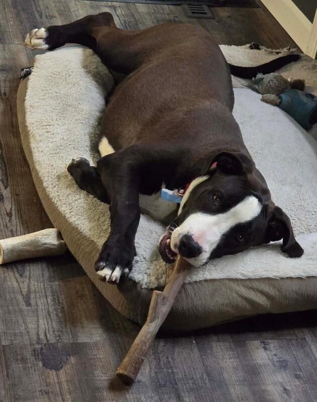 Ernie, Adoptable, Young Male Pit Bull Terrier & Mixed Breed.