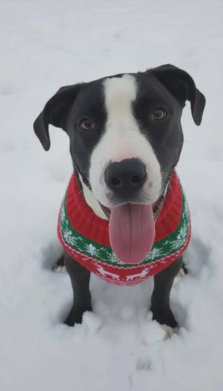 Enlarge Ernie, a Adoptable mixed breed in Alma, WI image 2/6