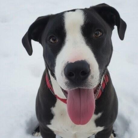 Enlarge Ernie, a Adoptable mixed breed in Alma, WI image 3/6