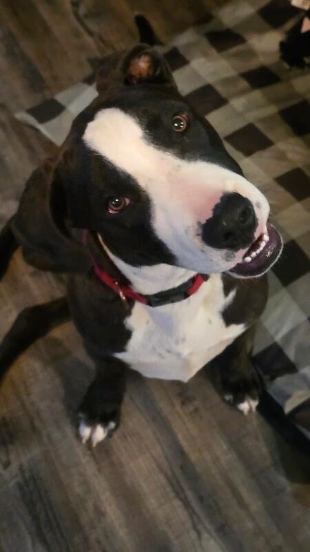 Enlarge Ernie, a Adoptable mixed breed in Alma, WI image 4/6