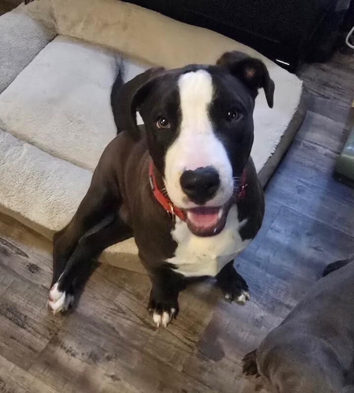 Enlarge Ernie, a Adoptable mixed breed in Alma, WI image 5/6