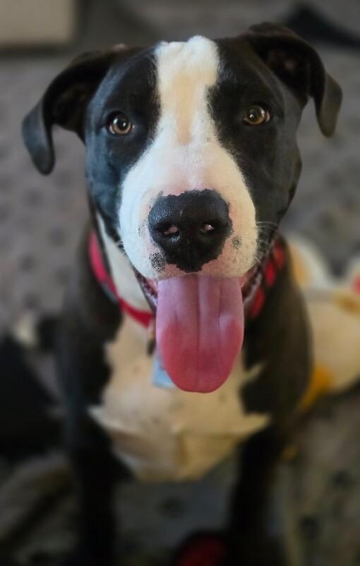 Enlarge Ernie, a Adoptable mixed breed in Alma, WI image 6/6