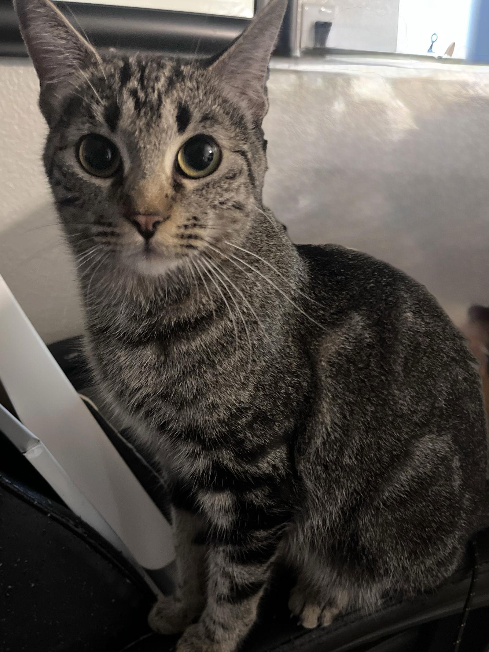 Enlarge Nala, a Adoptable mixed breed in Phoenix, AZ image 1/1