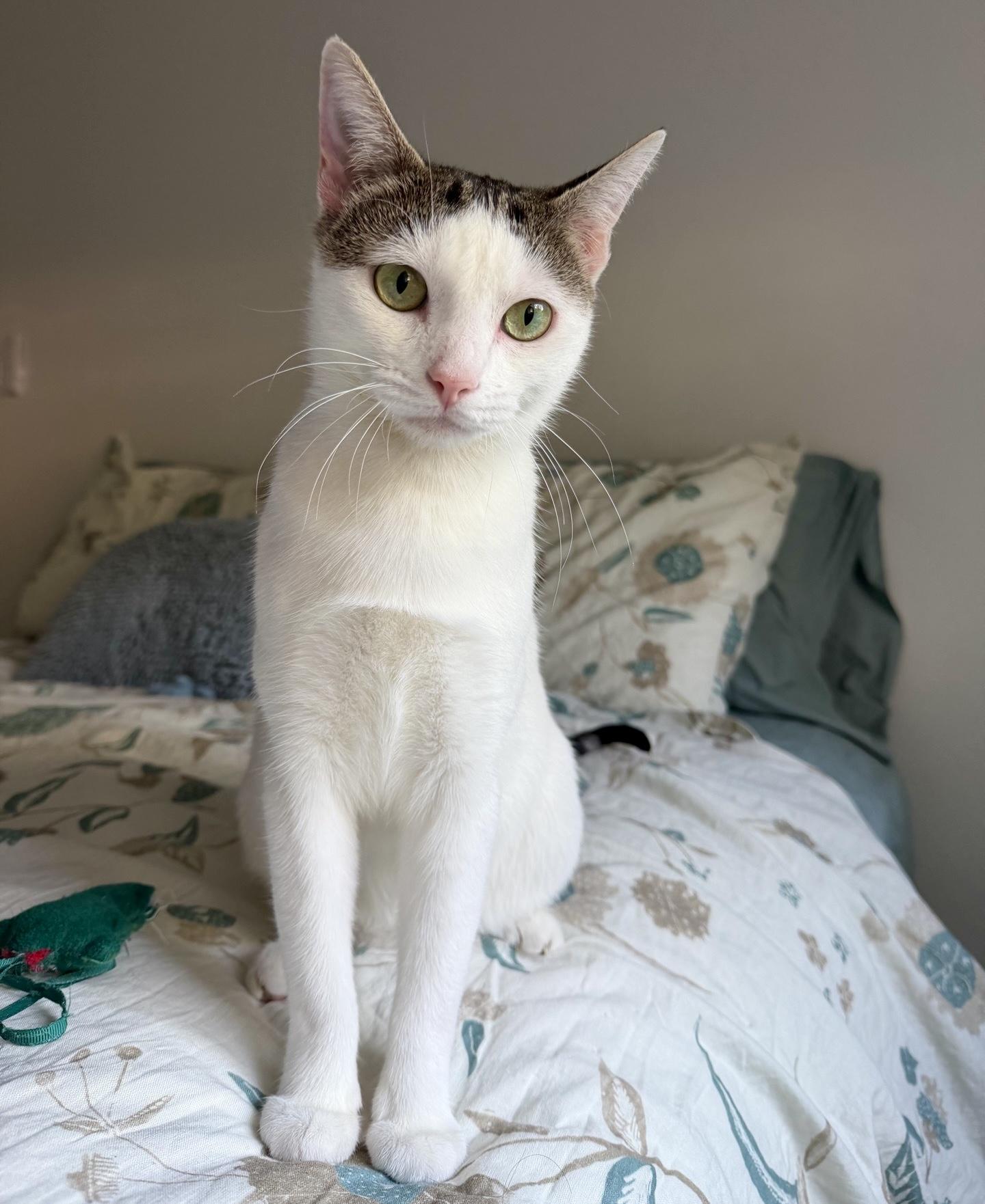 Blossom, ADOPTABLE, Young Female Turkish Van & Domestic Short Hair.