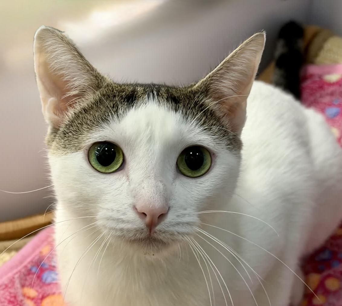 Blossom, a ADOPTABLE mixed breed in Cedar Park , TX image 4/6