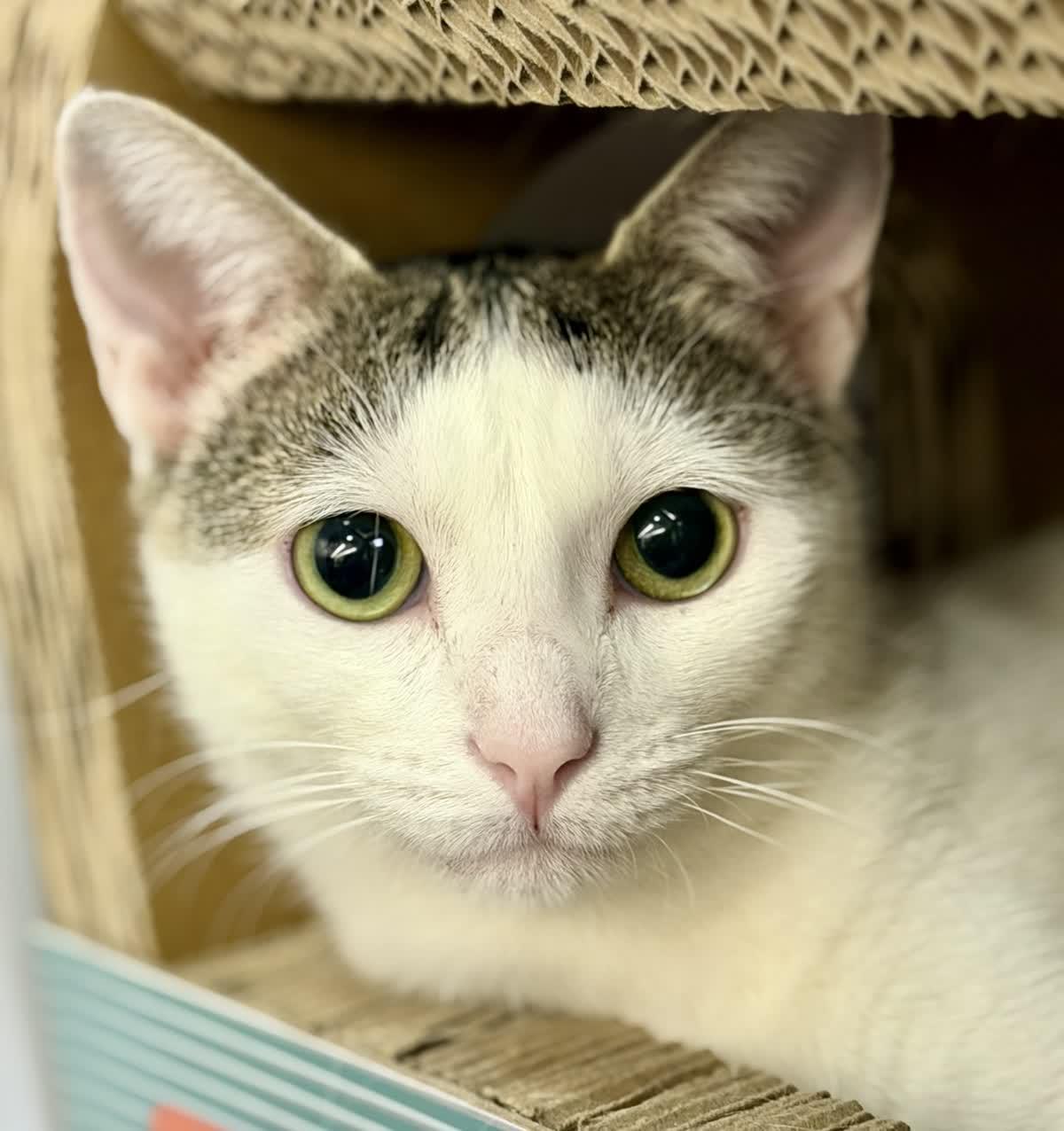 Blossom, a ADOPTABLE mixed breed in Cedar Park , TX image 2/6