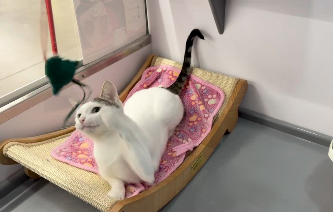 Enlarge Blossom, a ADOPTABLE mixed breed in Cedar Park , TX video 5/6