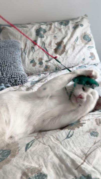 Enlarge Blossom, a ADOPTABLE mixed breed in Cedar Park , TX video 6/6