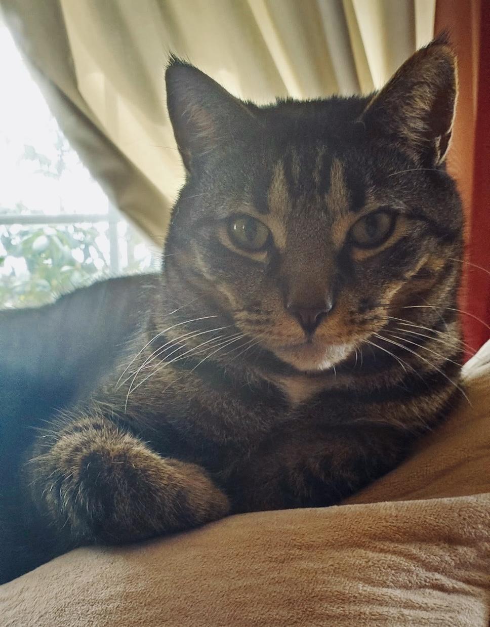 Nolan-SOUTH JERSEY LOCATION, a Adopted Tabby in Montclair, NJ image 3/6