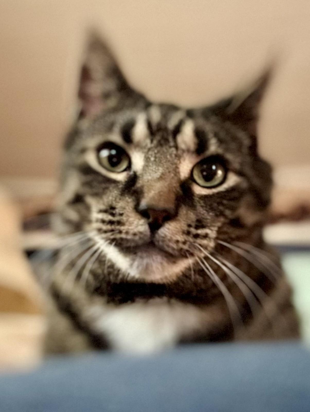 Nolan-SOUTH JERSEY LOCATION, a Adopted Tabby in Montclair, NJ image 1/6