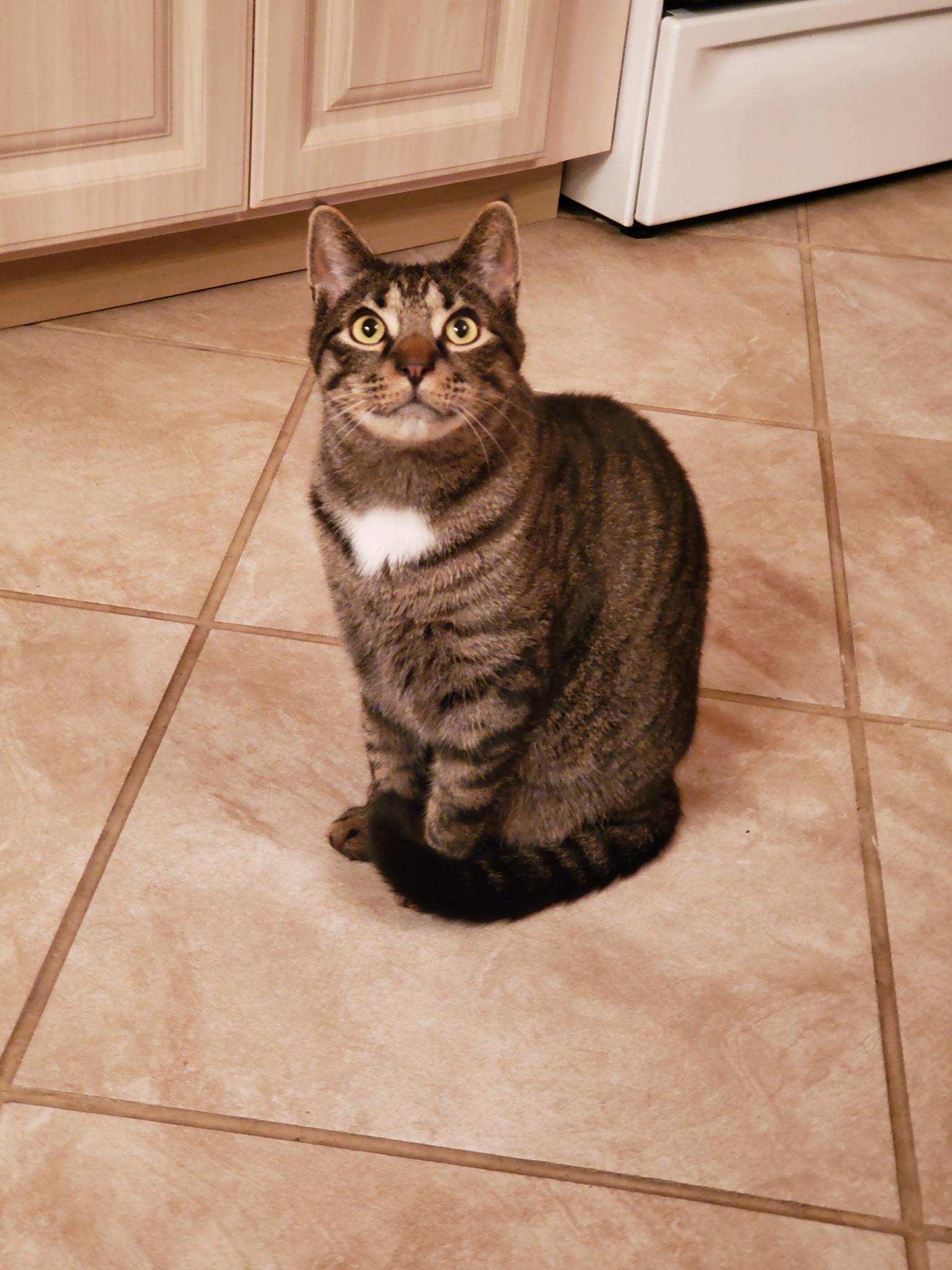 Nolan-SOUTH JERSEY LOCATION, a Adopted Tabby in Montclair, NJ image 2/6