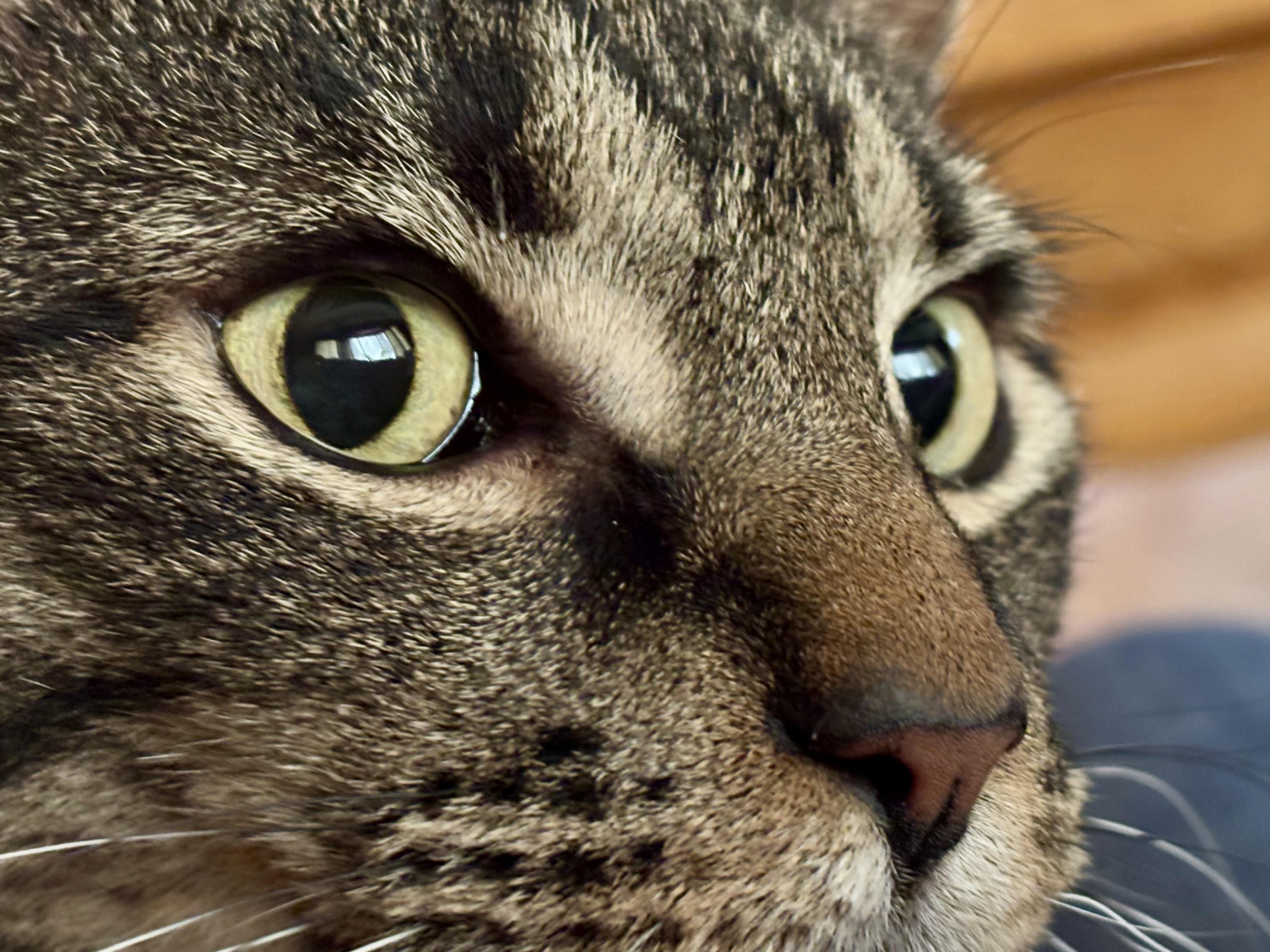 Nolan-SOUTH JERSEY LOCATION, a Adopted Tabby in Montclair, NJ image 5/6