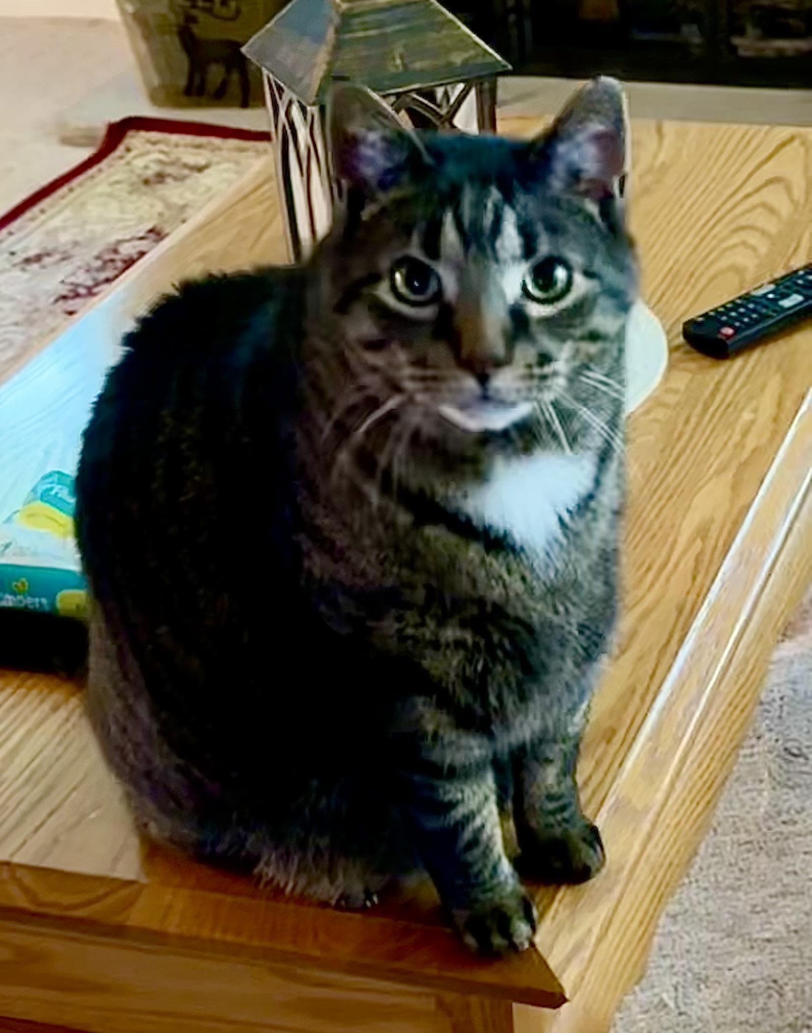 Nolan-SOUTH JERSEY LOCATION, a Adopted Tabby in Montclair, NJ image 4/6