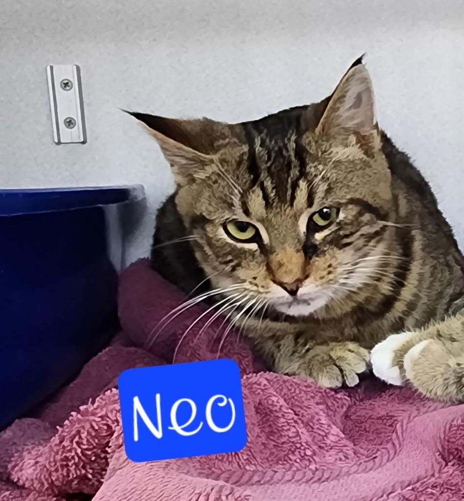 Enlarge Neo, a Adoptable mixed breed in Jim Thorpe, PA image 2/2