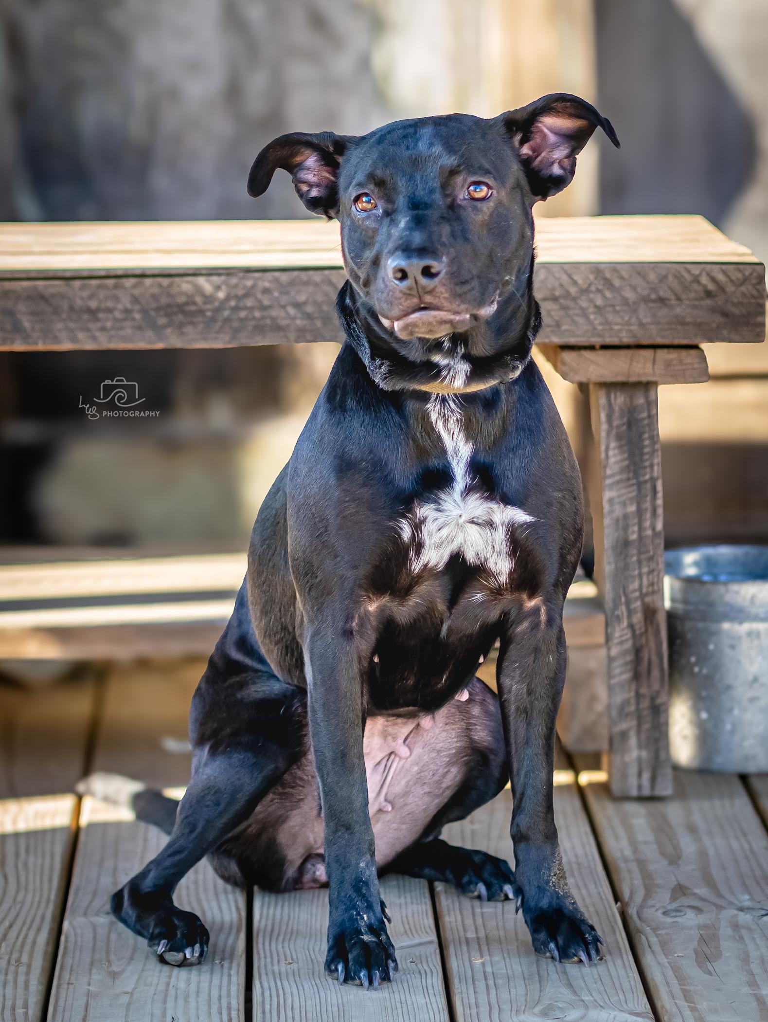 Sadie Sue, a Adoptable mixed breed in Bristol, TN image 1/4