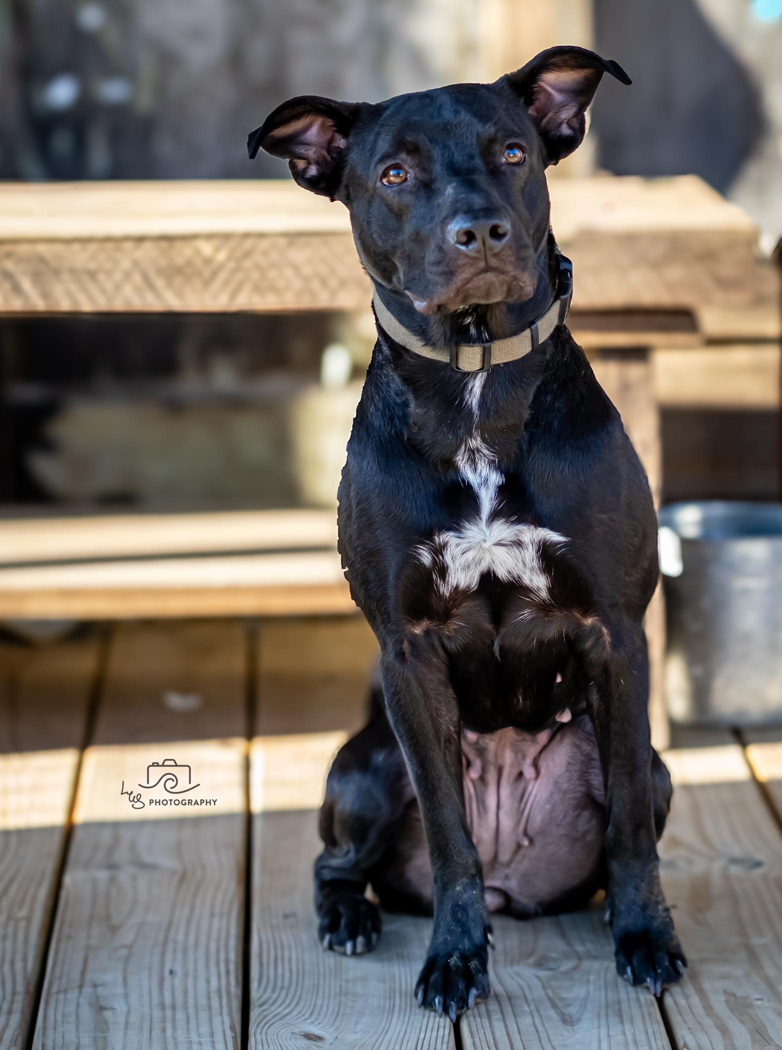 Sadie Sue, a Adoptable mixed breed in Bristol, TN image 3/4