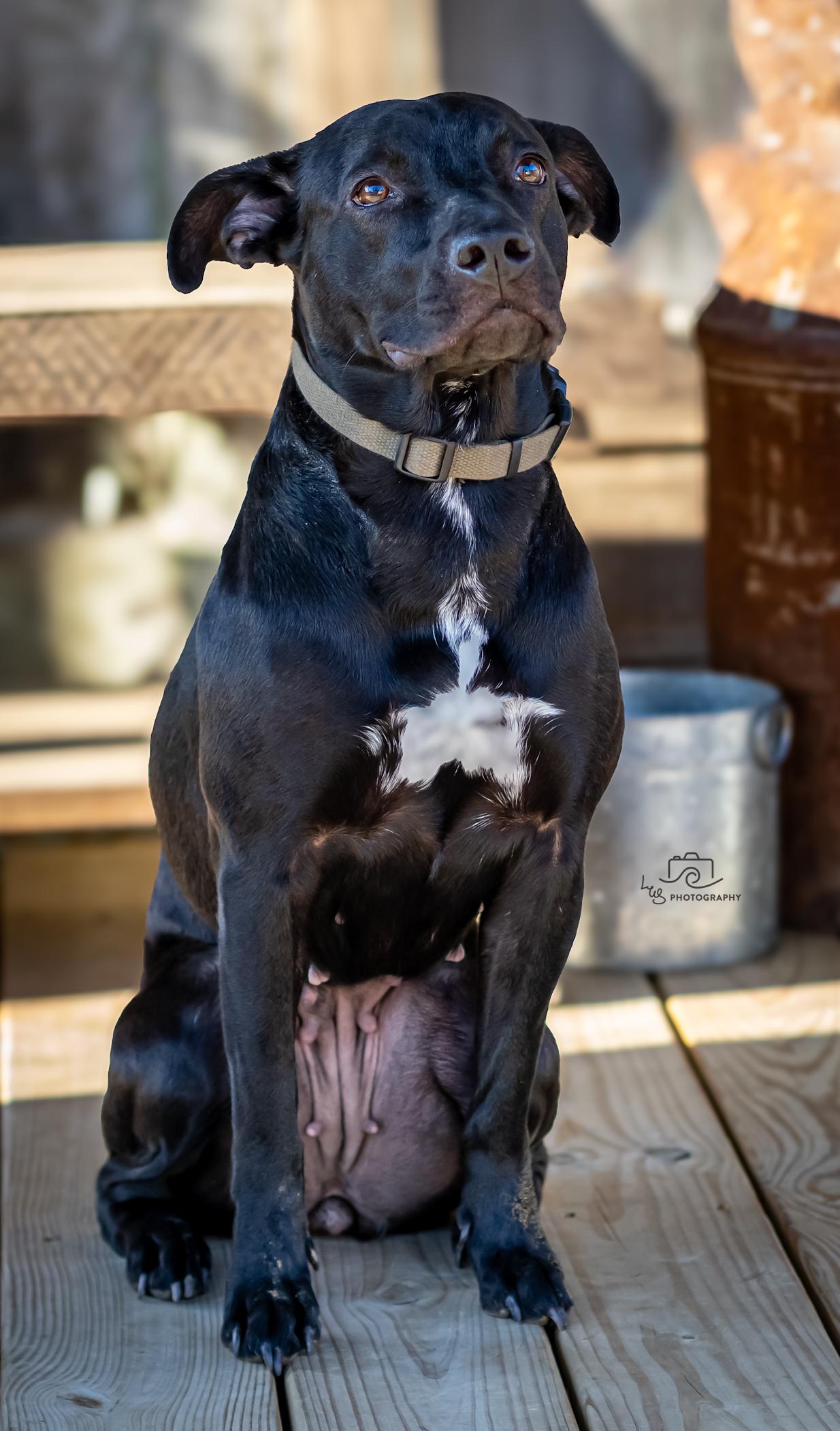 Sadie Sue, a Adoptable mixed breed in Bristol, TN image 4/4