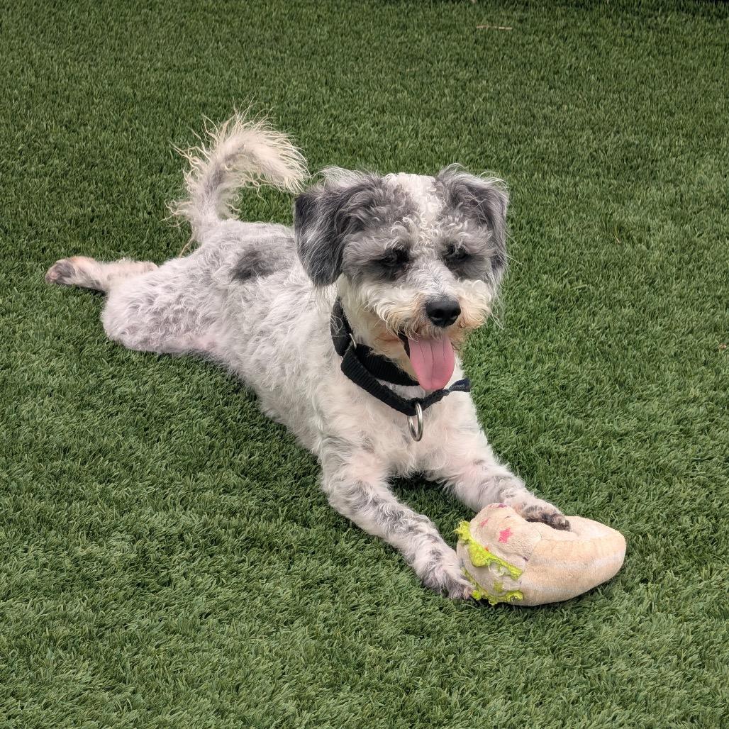 Domino, a Adoptable Mixed Breed in Naperville, IL image 1/4
