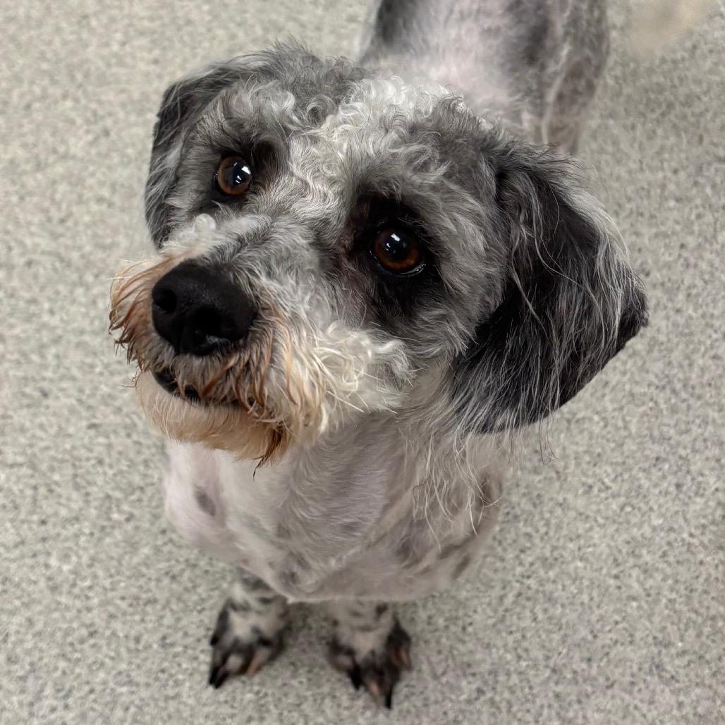 Domino, a Adoptable Mixed Breed in Naperville, IL image 4/4