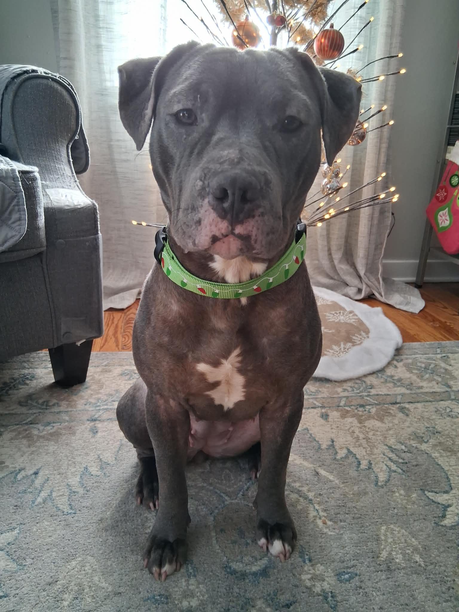 Blue Magenta, Adoptable, Young Female Pit Bull Terrier.