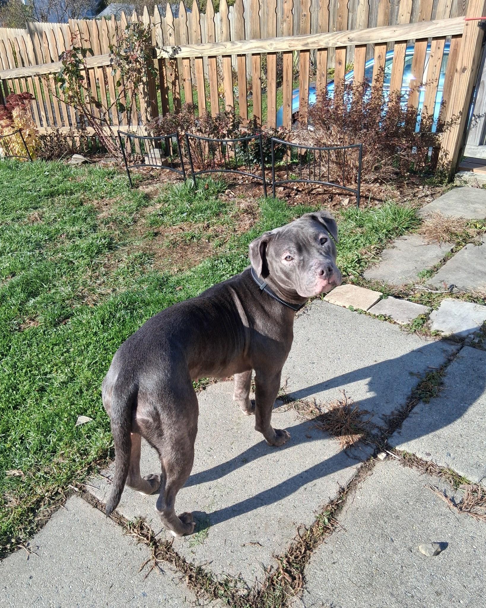 Blue Magenta, a Adoptable mixed breed in Binghamton, NY image 4/6