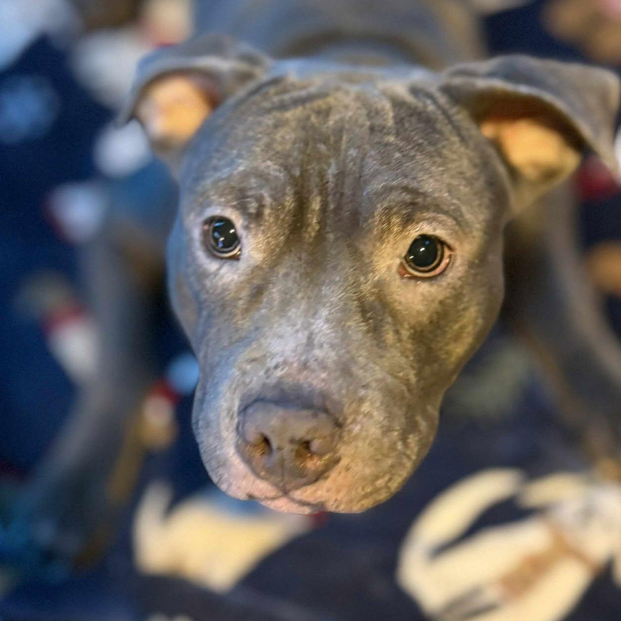 Blue Magenta, a Adoptable mixed breed in Binghamton, NY image 5/6