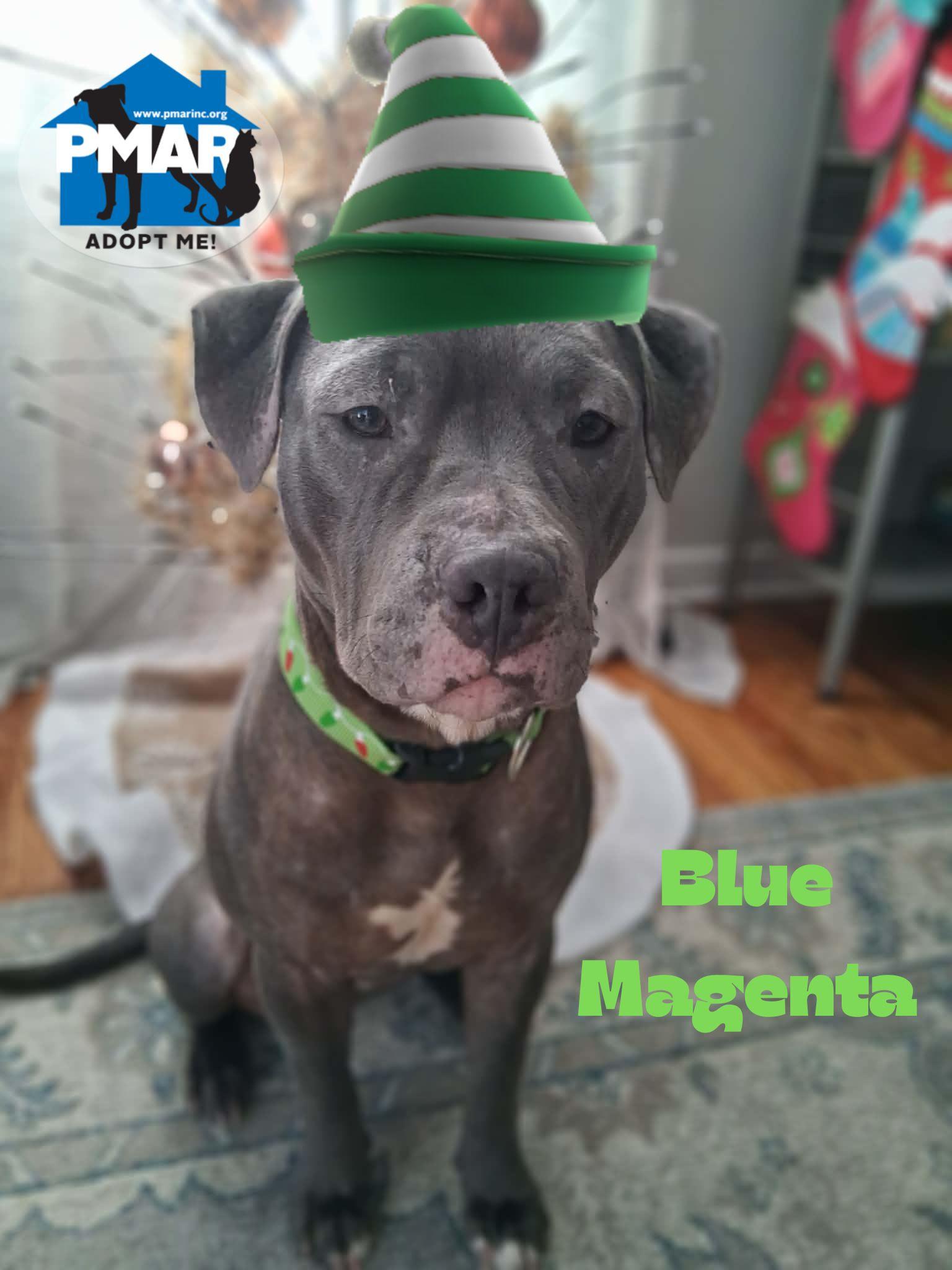 Blue Magenta, a Adoptable mixed breed in Binghamton, NY image 2/6