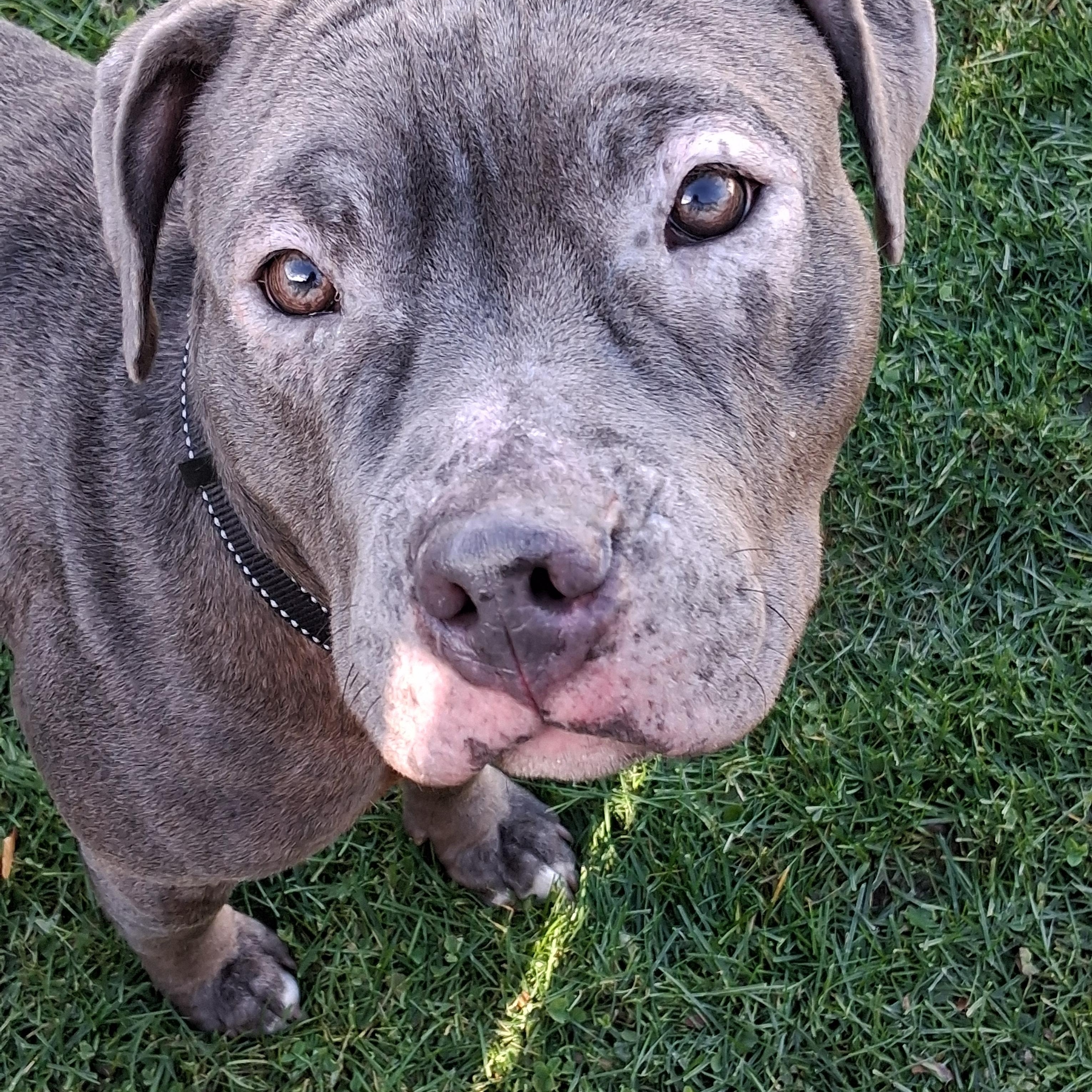 Blue Magenta, a Adoptable mixed breed in Binghamton, NY image 6/6